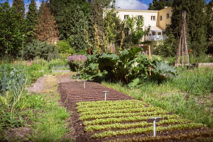 Ogród Botaniczny Roślin Leczniczych Uniwersytetu Medycznego