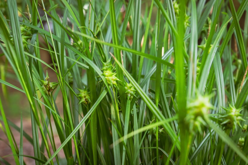 Ogród Botaniczny Roślin Leczniczych Uniwersytetu Medycznego