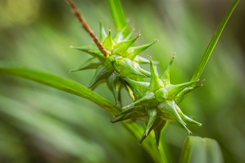 Ogród Botaniczny Roślin Leczniczych Uniwersytetu Medycznego