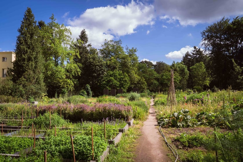 Ogród Botaniczny Roślin Leczniczych Uniwersytetu Medycznego