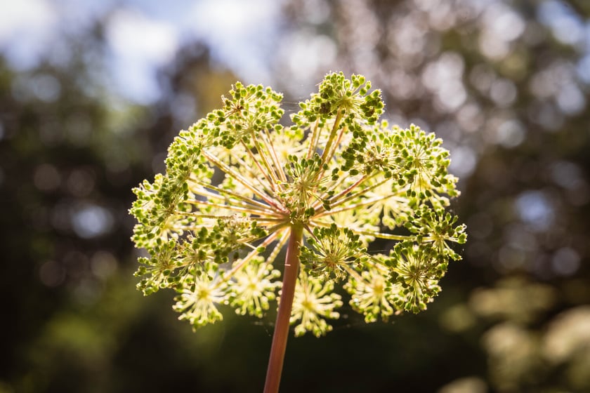 Ogród Botaniczny Roślin Leczniczych Uniwersytetu Medycznego