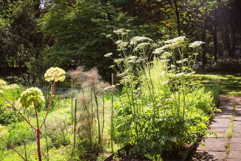 Ogród Botaniczny Roślin Leczniczych Uniwersytetu Medycznego