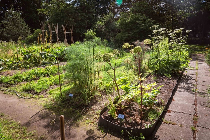 Ogród Botaniczny Roślin Leczniczych Uniwersytetu Medycznego