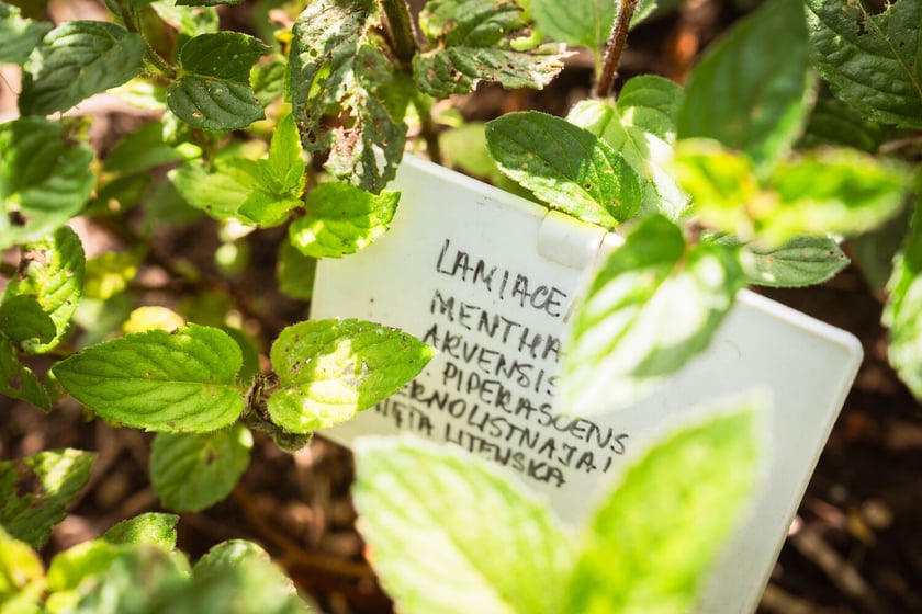 Ogród Botaniczny Roślin Leczniczych Uniwersytetu Medycznego