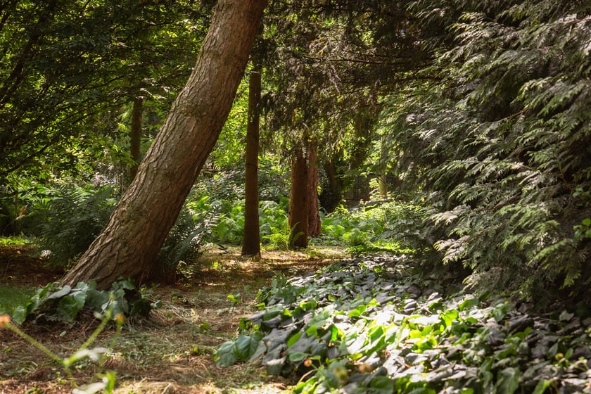 Ogród Botaniczny Roślin Leczniczych Uniwersytetu Medycznego