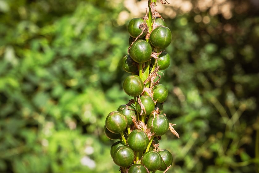 Ogród Botaniczny Roślin Leczniczych Uniwersytetu Medycznego