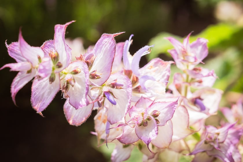 Ogród Botaniczny Roślin Leczniczych Uniwersytetu Medycznego