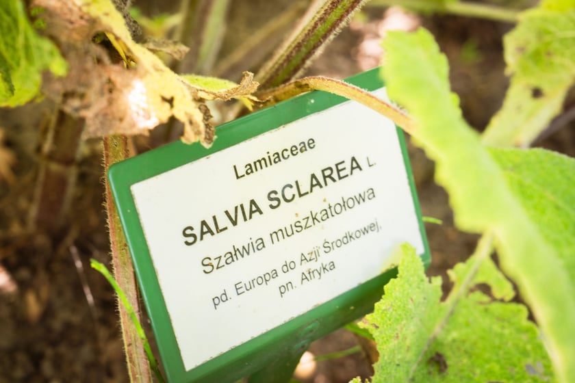 Ogród Botaniczny Roślin Leczniczych Uniwersytetu Medycznego