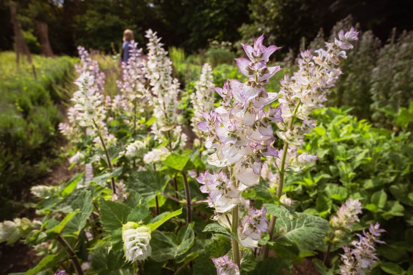 Ogród Botaniczny Roślin Leczniczych Uniwersytetu Medycznego