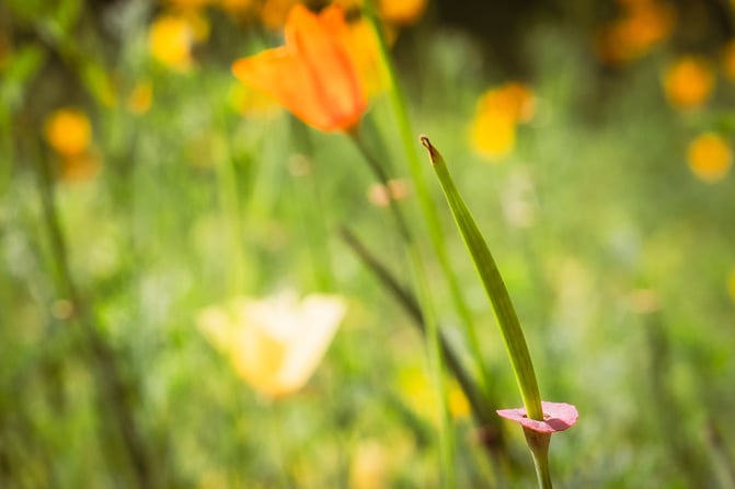 Ogród Botaniczny Roślin Leczniczych Uniwersytetu Medycznego