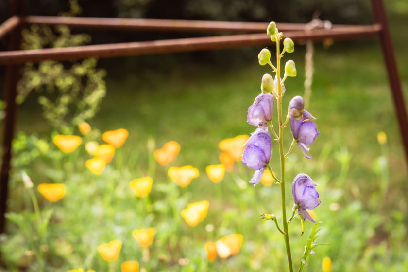 Ogród Botaniczny Roślin Leczniczych Uniwersytetu Medycznego