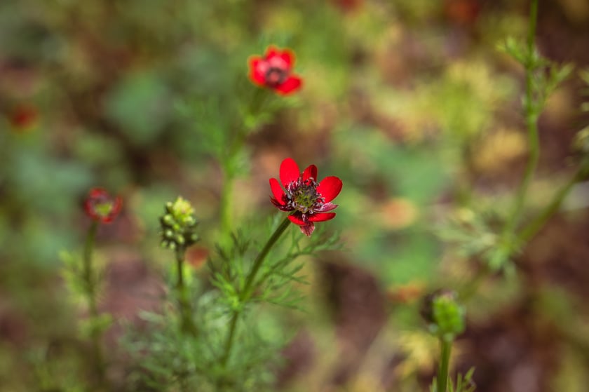 Ogród Botaniczny Roślin Leczniczych Uniwersytetu Medycznego