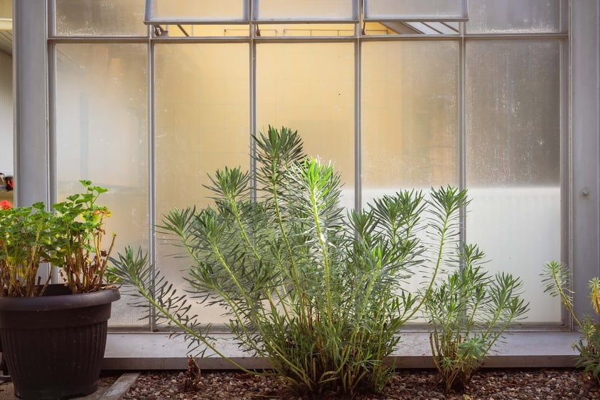 Ogród Botaniczny Roślin Leczniczych Uniwersytetu Medycznego