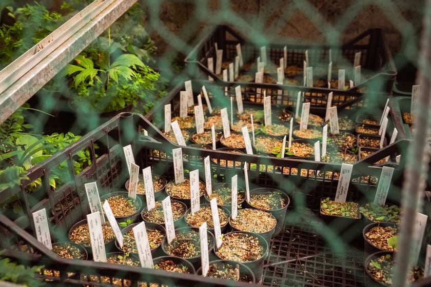 Ogród Botaniczny Roślin Leczniczych Uniwersytetu Medycznego