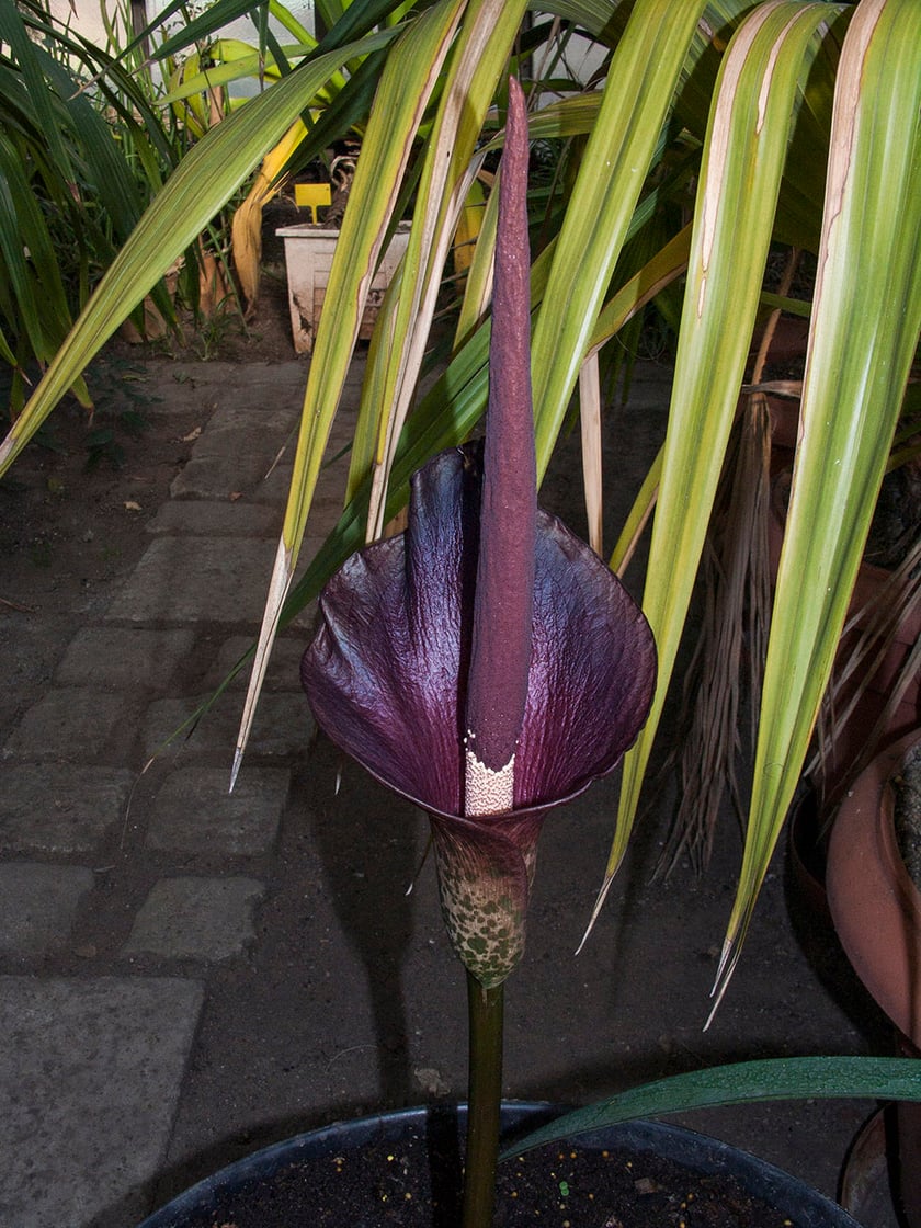 Ogród Botaniczny Roślin Leczniczych Uniwersytetu Medycznego