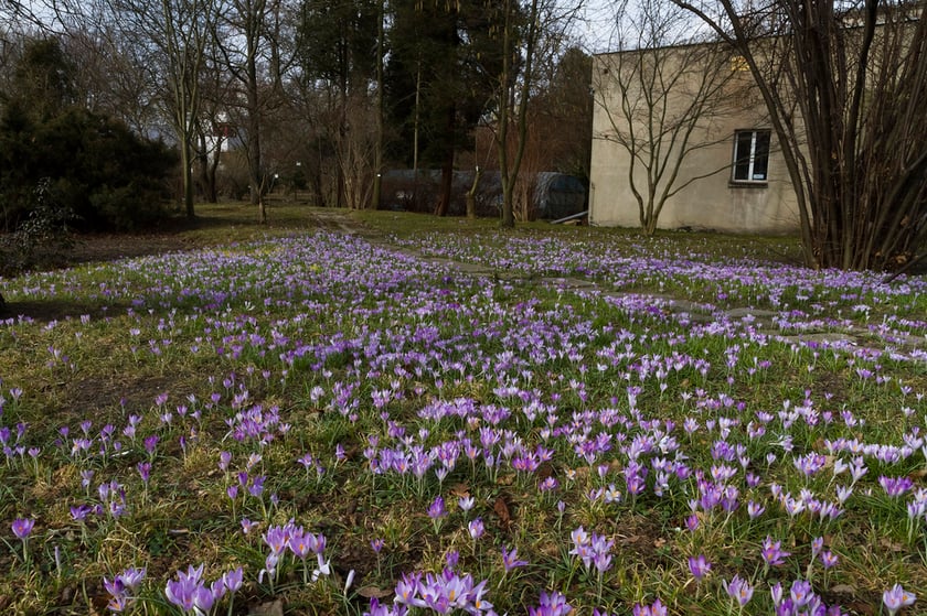 Ogród Botaniczny Roślin Leczniczych Uniwersytetu Medycznego