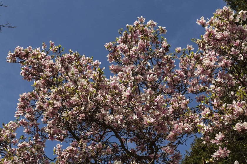 Ogród Botaniczny Roślin Leczniczych Uniwersytetu Medycznego