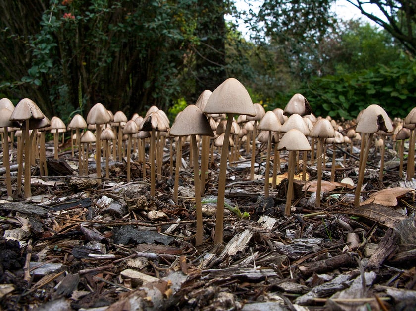 Ogród Botaniczny Roślin Leczniczych Uniwersytetu Medycznego