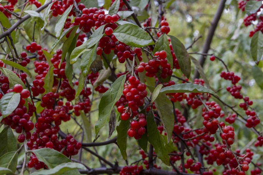 Ogród Botaniczny Roślin Leczniczych Uniwersytetu Medycznego
