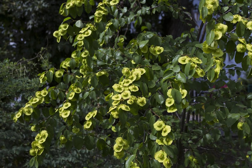 Ogród Botaniczny Roślin Leczniczych Uniwersytetu Medycznego