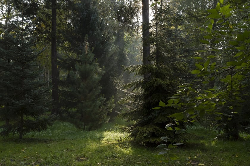 Ogród Botaniczny Roślin Leczniczych Uniwersytetu Medycznego