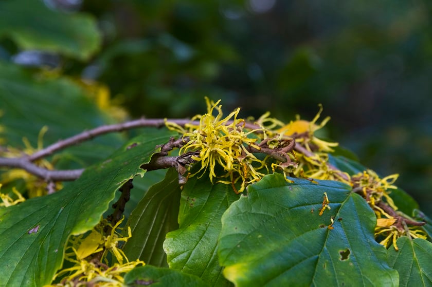 Ogród Botaniczny Roślin Leczniczych Uniwersytetu Medycznego