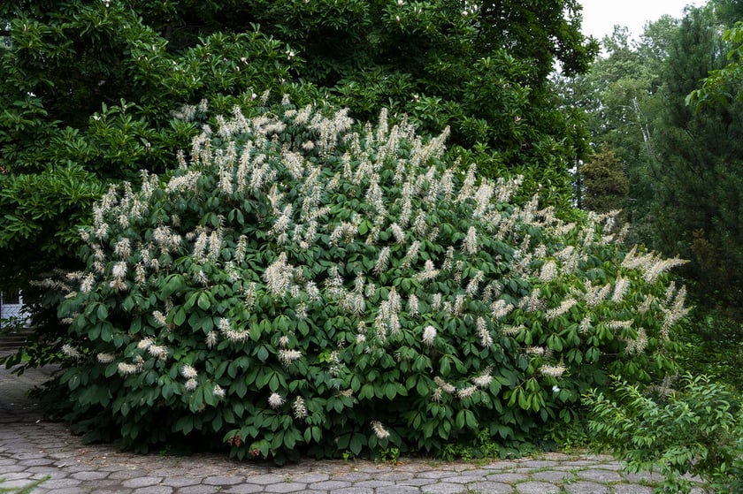 Ogród Botaniczny Roślin Leczniczych Uniwersytetu Medycznego
