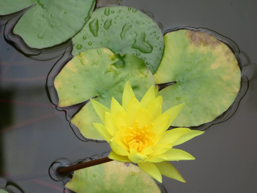 Ogród Botaniczny Roślin Leczniczych Uniwersytetu Medycznego
