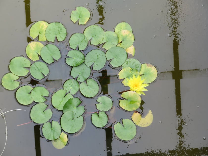 Ogród Botaniczny Roślin Leczniczych Uniwersytetu Medycznego