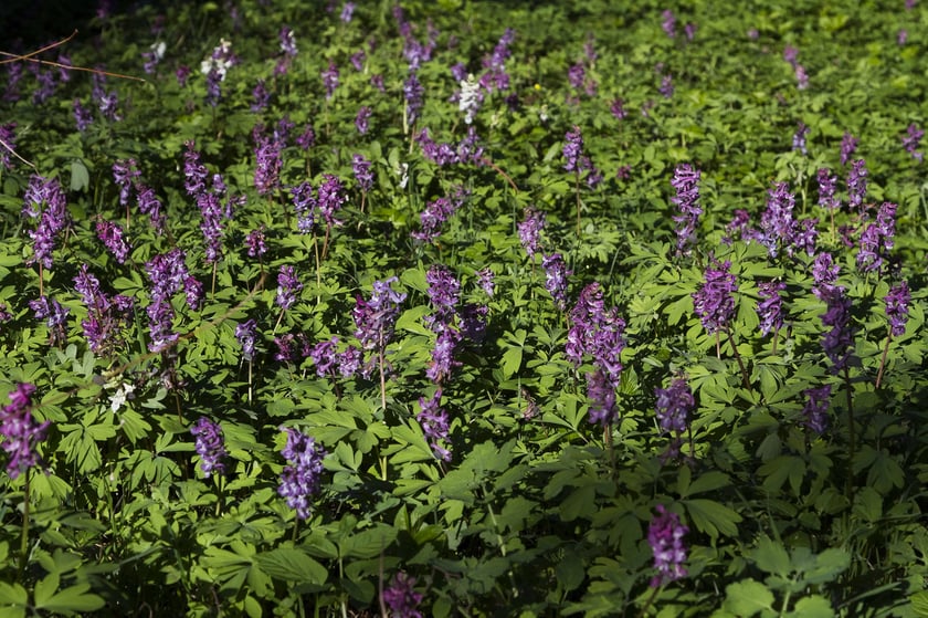 Ogród Botaniczny Roślin Leczniczych Uniwersytetu Medycznego