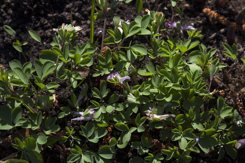 Ogród Botaniczny Roślin Leczniczych Uniwersytetu Medycznego