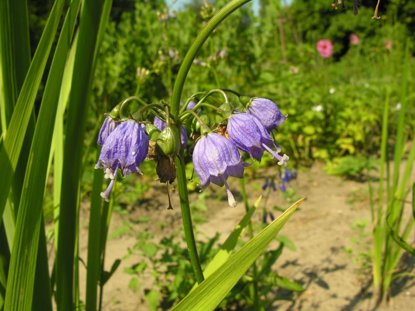 Ogr&oacute;d Botaniczny Roślin Leczniczych Uniwersytetu Medycznego