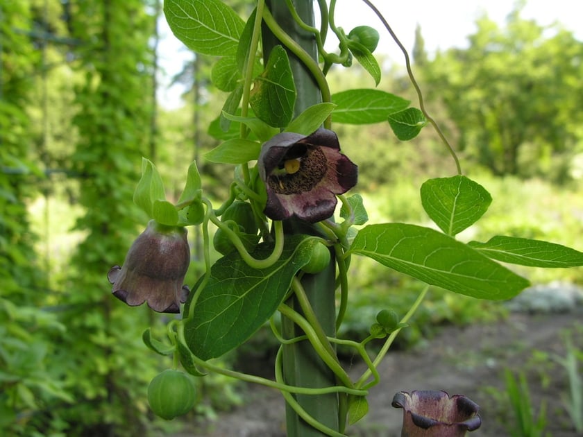 Ogr&oacute;d Botaniczny Roślin Leczniczych Uniwersytetu Medycznego