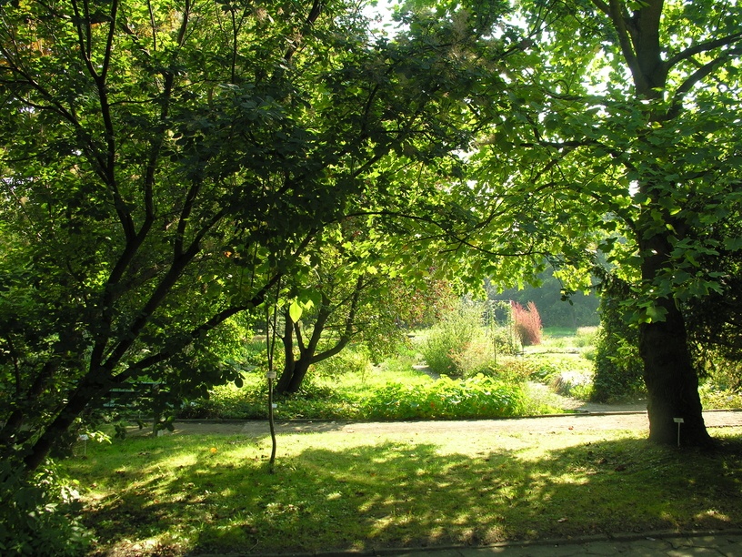 Ogr&oacute;d Botaniczny Roślin Leczniczych Uniwersytetu Medycznego