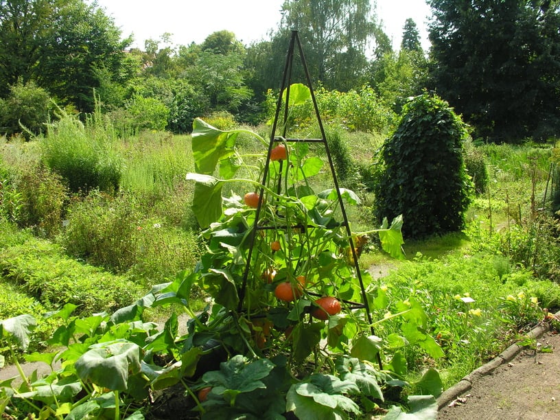 Ogr&oacute;d Botaniczny Roślin Leczniczych Uniwersytetu Medycznego