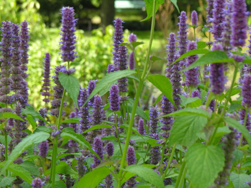 Ogr&oacute;d Botaniczny Roślin Leczniczych Uniwersytetu Medycznego