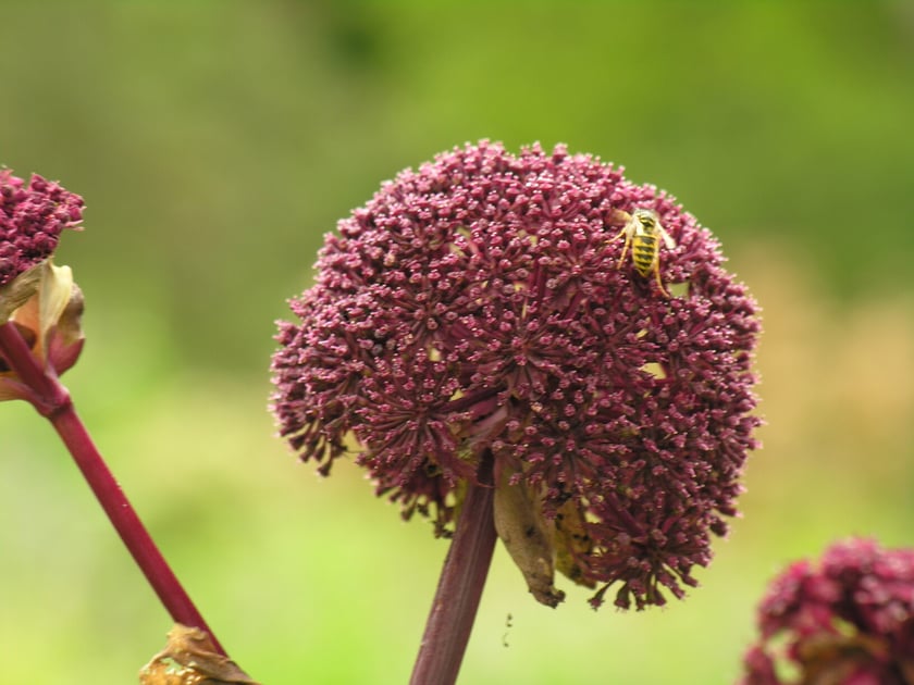 Ogr&oacute;d Botaniczny Roślin Leczniczych Uniwersytetu Medycznego