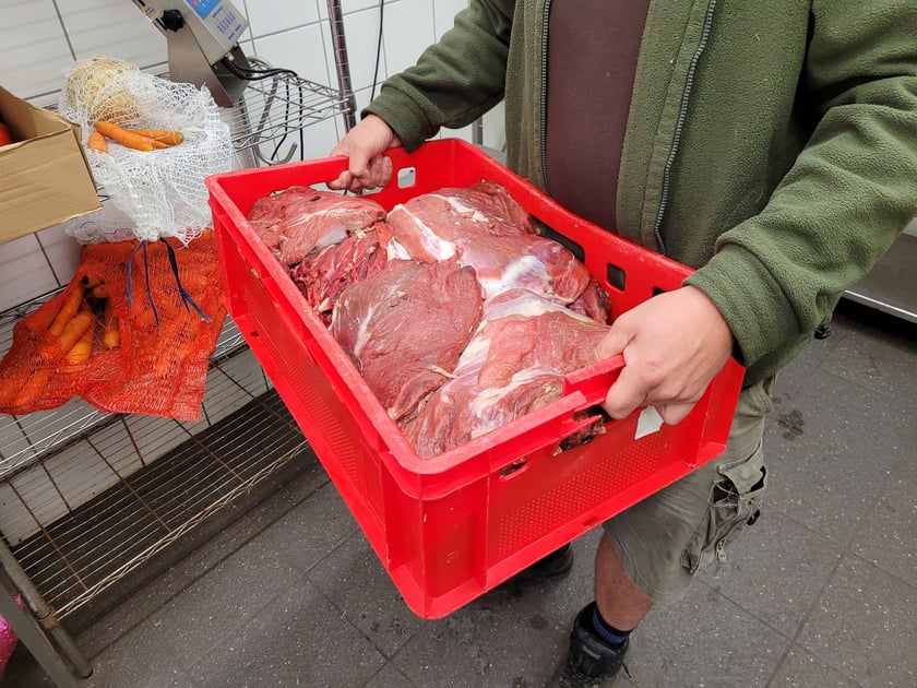 Praca opiekuna ssaków drapieżnych nie należy do lekkich, ale daje dużo satysfakcji