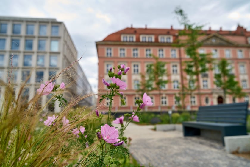 Plac Nowy Targ coraz bardziej zielony. Zdjęcia po zielonej rewolucji - czerwiec 2024 r.