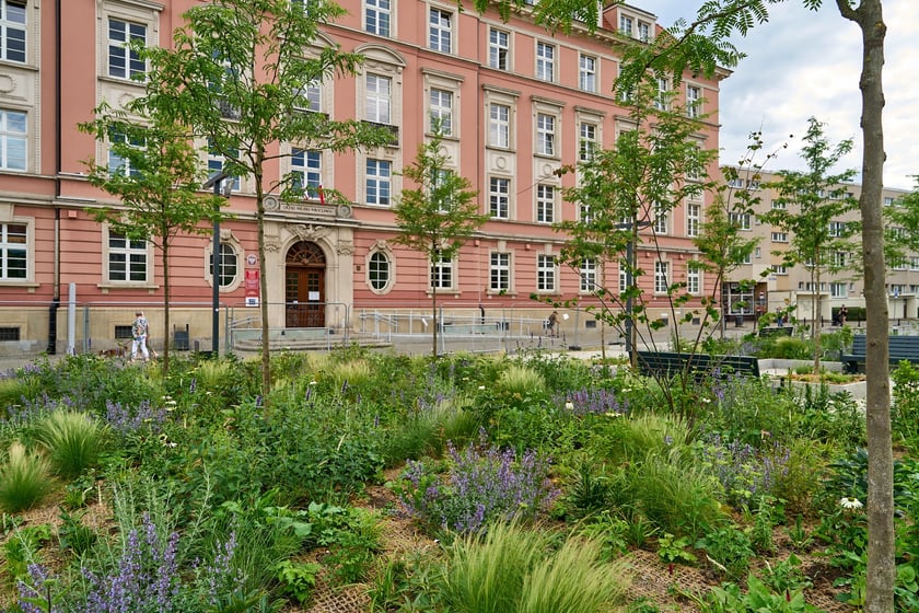 Plac Nowy Targ coraz bardziej zielony. Zdjęcia po zielonej rewolucji - czerwiec 2024 r.