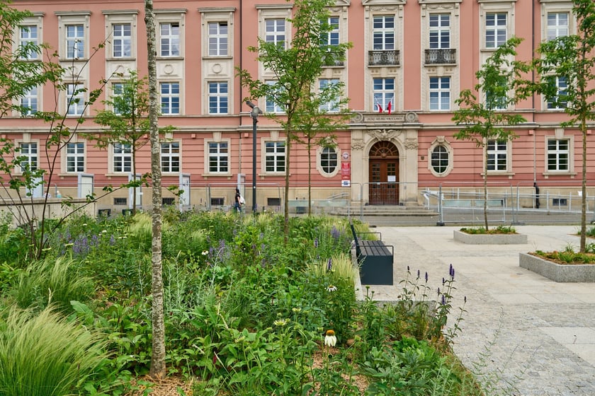 Plac Nowy Targ coraz bardziej zielony. Zdjęcia po zielonej rewolucji - czerwiec 2024 r.