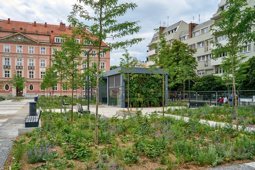 Plac Nowy Targ coraz bardziej zielony. Zdjęcia po zielonej rewolucji - czerwiec 2024 r.