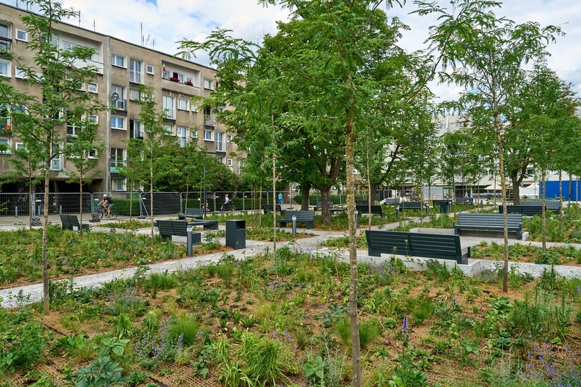 Plac Nowy Targ coraz bardziej zielony. Zdjęcia po zielonej rewolucji - czerwiec 2024 r.