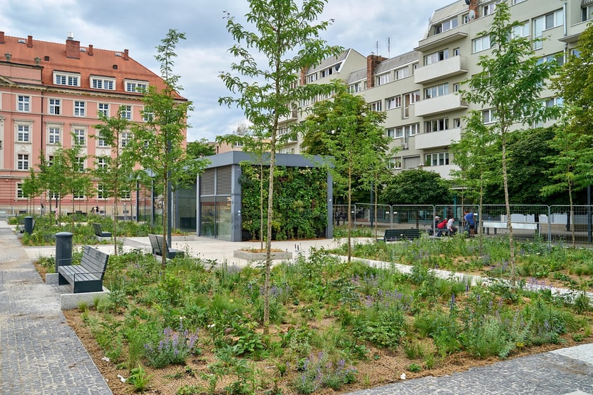 Plac Nowy Targ coraz bardziej zielony. Zdjęcia po zielonej rewolucji - czerwiec 2024 r.