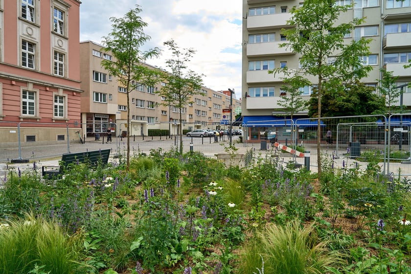 Plac Nowy Targ coraz bardziej zielony. Zdjęcia po zielonej rewolucji - czerwiec 2024 r.