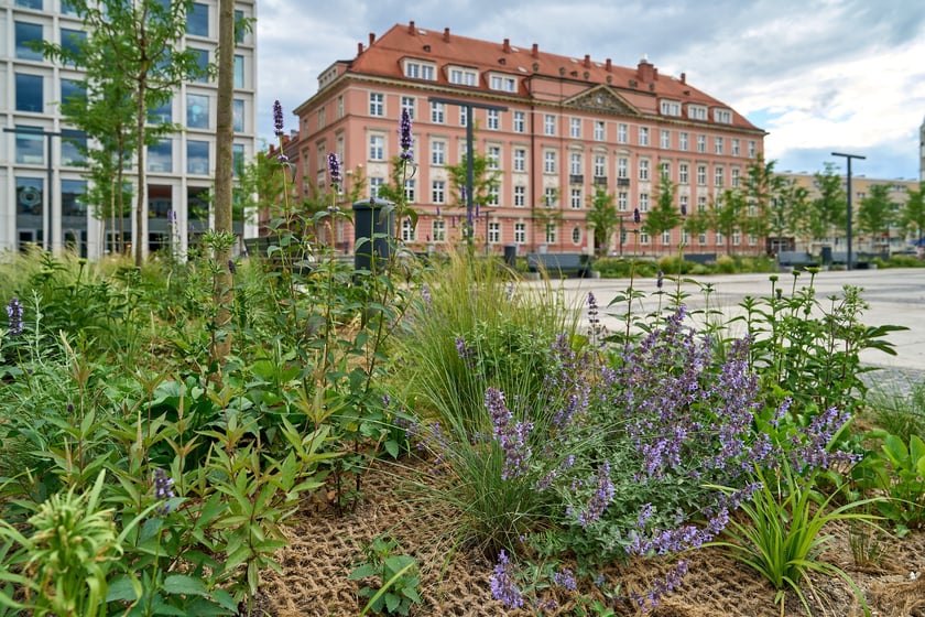Plac Nowy Targ coraz bardziej zielony. Zdjęcia po zielonej rewolucji - czerwiec 2024 r.