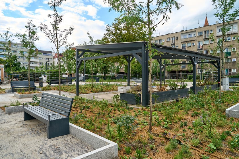 Plac Nowy Targ coraz bardziej zielony. Zdjęcia po zielonej rewolucji - czerwiec 2024 r.