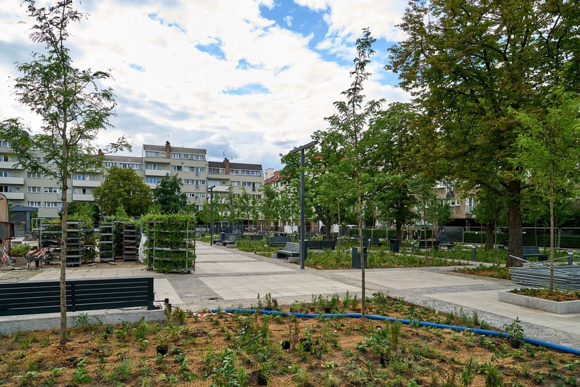 Plac Nowy Targ coraz bardziej zielony. Zdjęcia po zielonej rewolucji - czerwiec 2024 r.