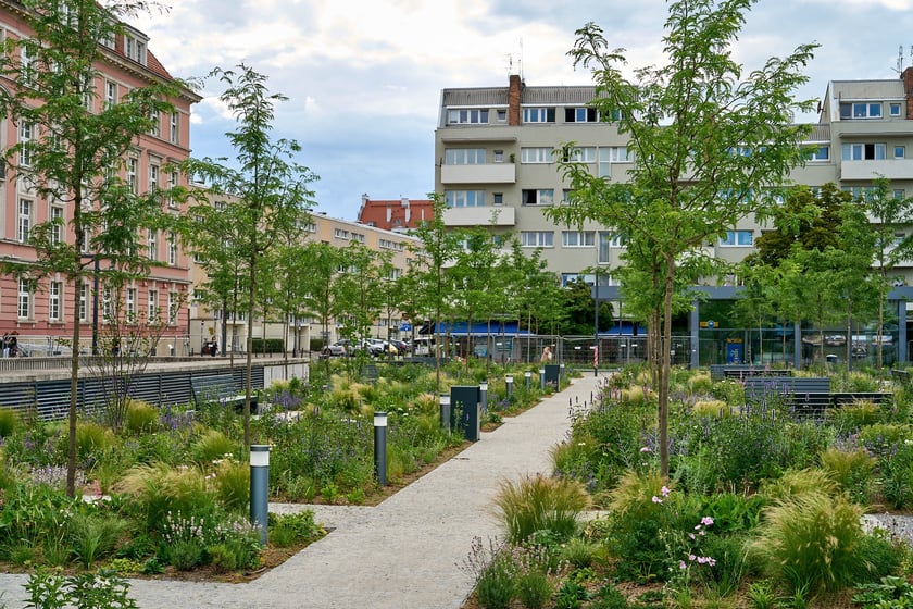 Plac Nowy Targ coraz bardziej zielony. Zdjęcia po zielonej rewolucji - czerwiec 2024 r.
