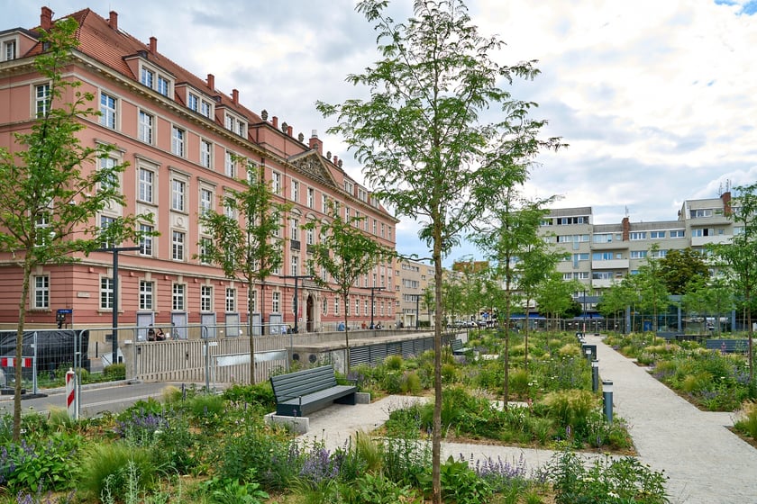 Plac Nowy Targ coraz bardziej zielony. Zdjęcia po zielonej rewolucji - czerwiec 2024 r.